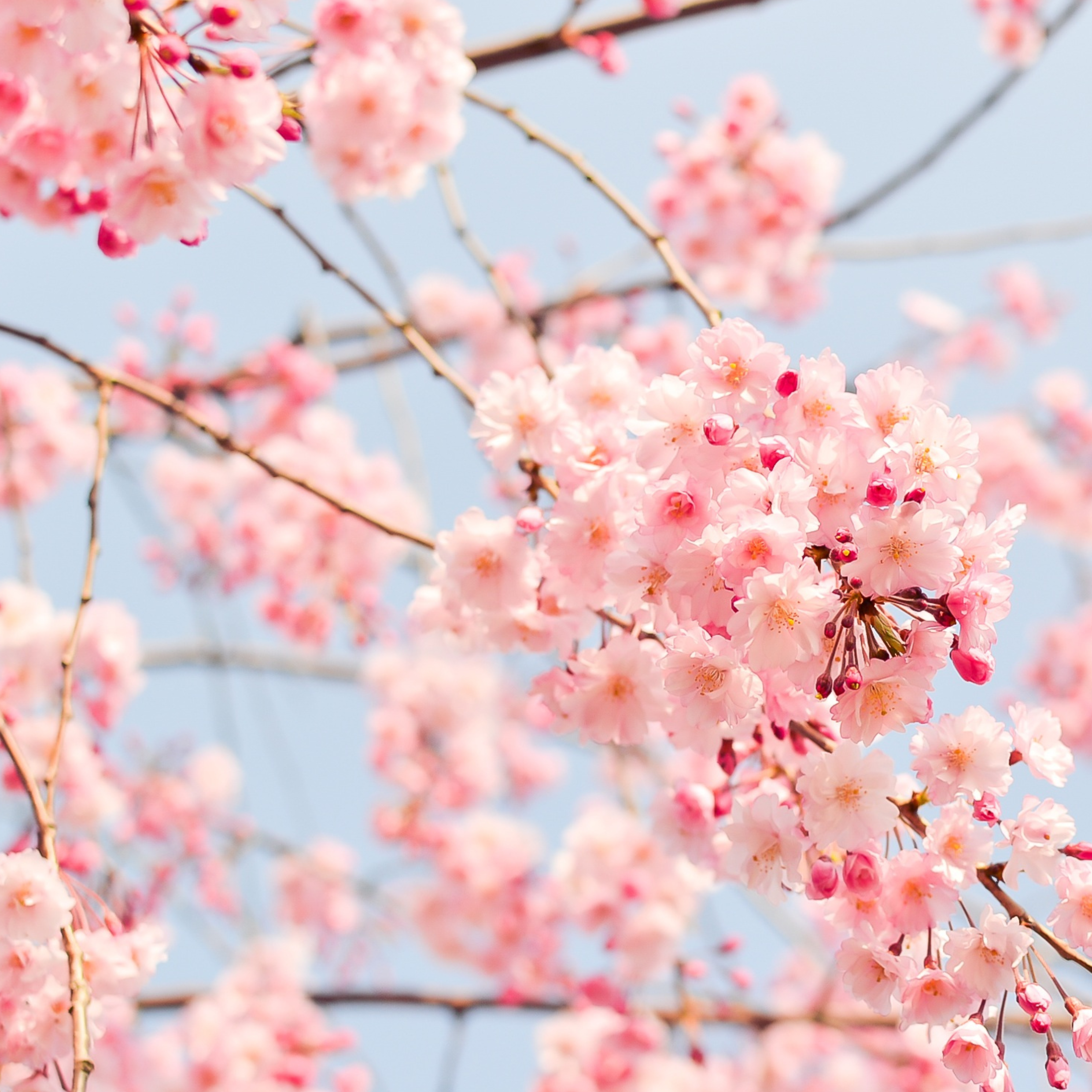 Kosmetyki Japan Sakura Set